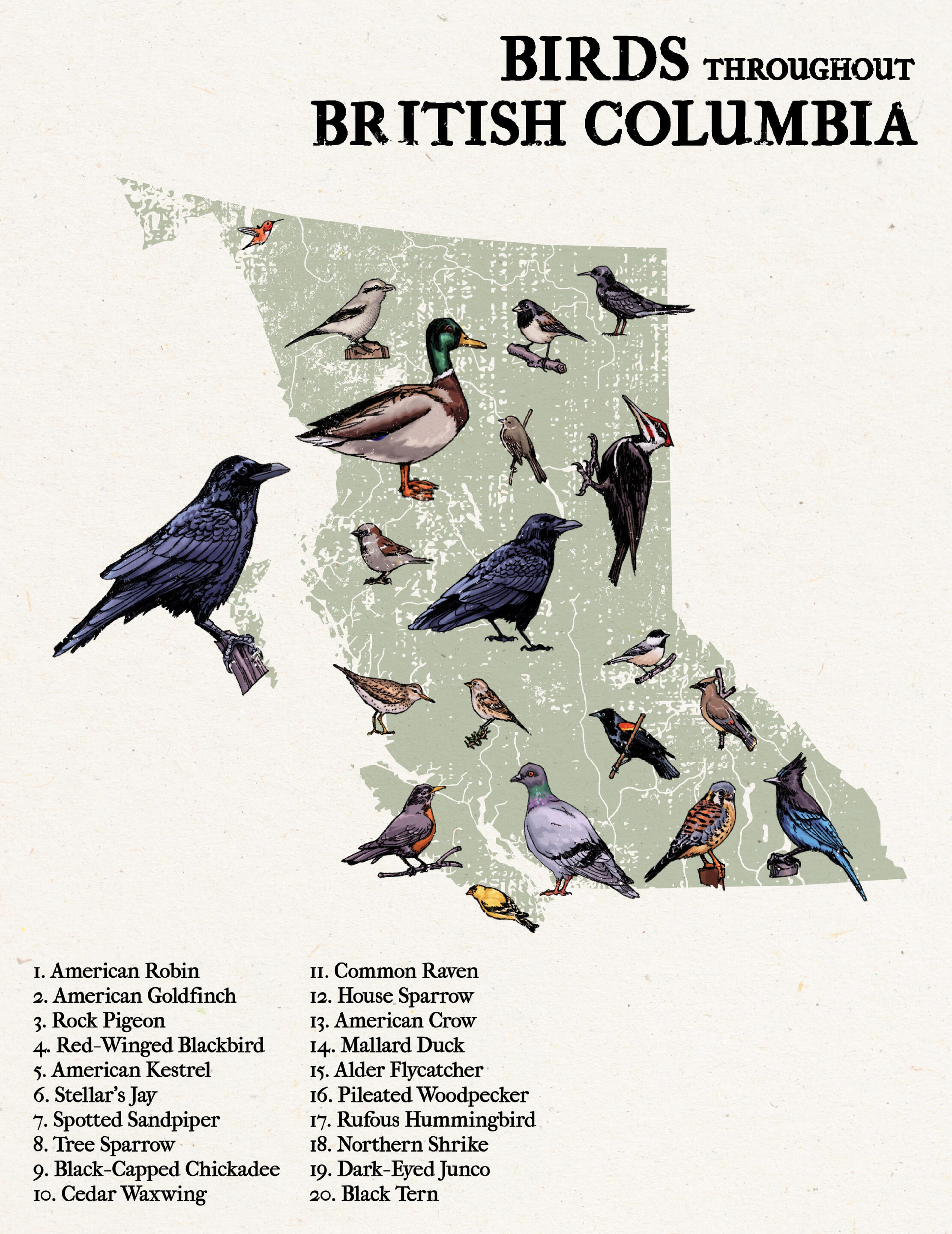 "Birds Throughout British Columbia" Poster. Non-commercial. Digital, 2025.